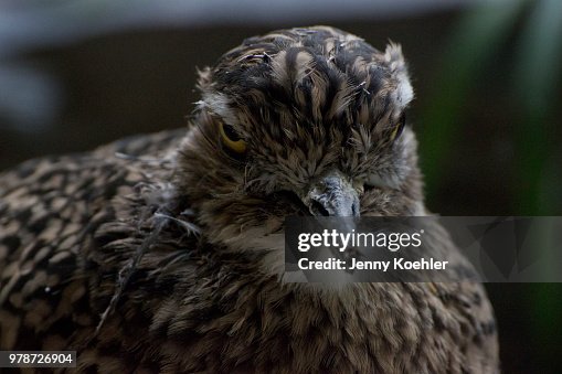 Grumpy old bird Grumpy old bird