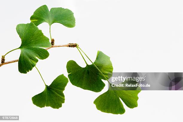 ginkgo biloba leaves isolated on white (xxl) - ginkgo stockfoto's en -beelden