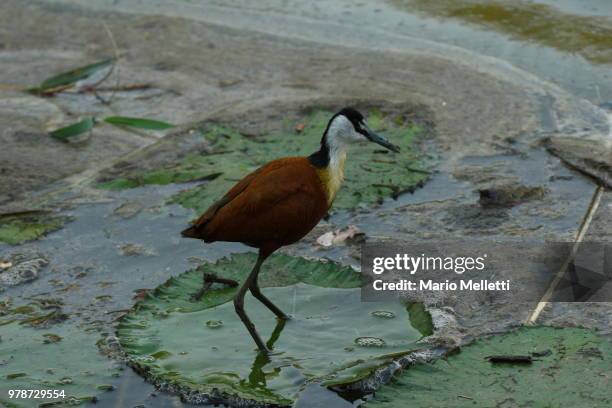 african jacana - gallito de agua africano fotografías e imágenes de stock