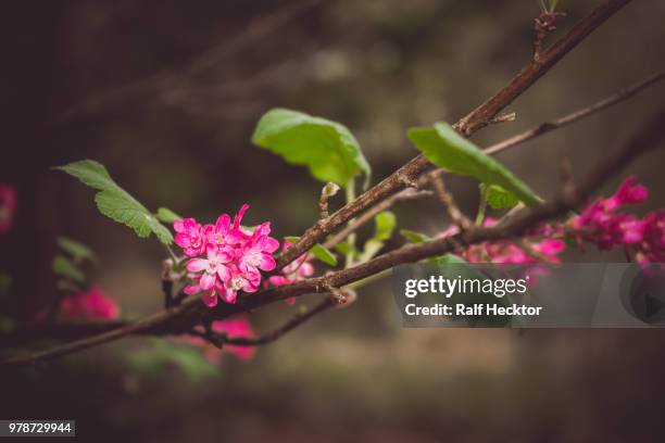 Pink Blossom High-Res Stock Photo