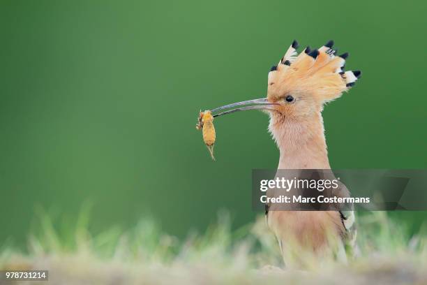 Gho Insect 1,000 Eating Insect Stock Photos, High-Res Pictures, and Images - Getty ...