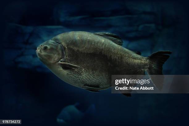 red bellied pacu - pacu fish stock pictures, royalty-free photos & images
