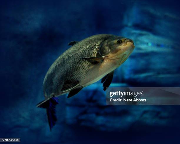 red belly pacu - pacu fish stock pictures, royalty-free photos & images
