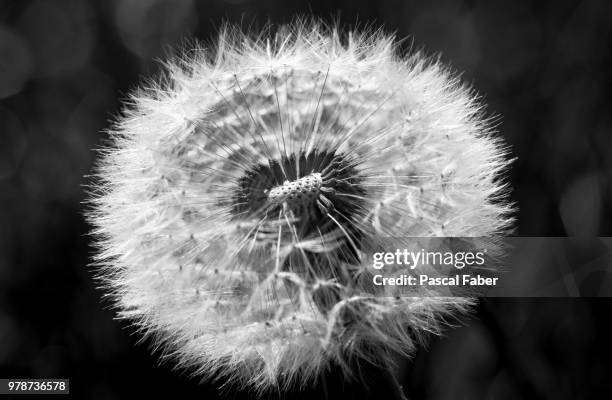 pusteblume - pusteblume stock pictures, royalty-free photos & images