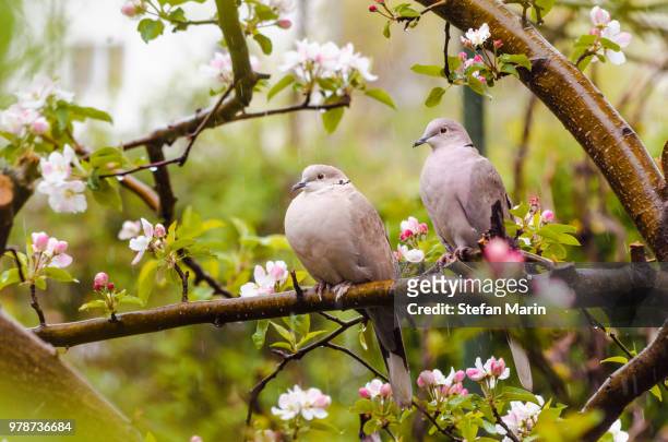 Rain Bird Photos and Premium High Res Pictures - Getty Images