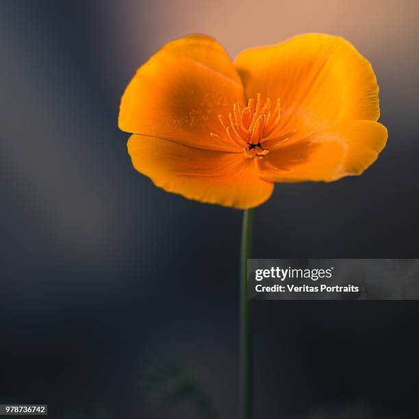 crush - california poppies stock pictures, royalty-free photos & images