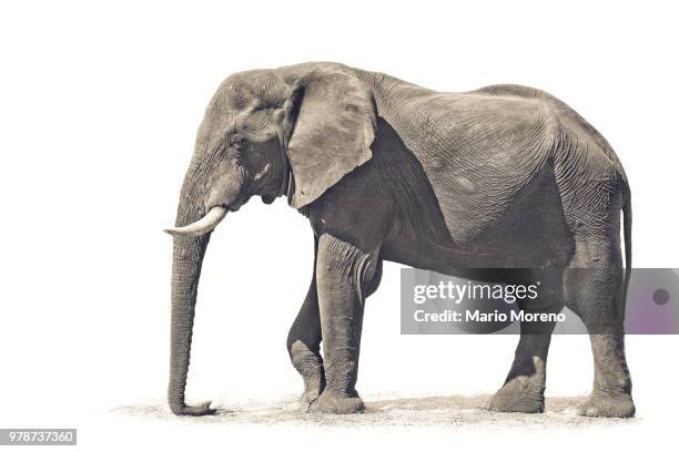 african bush elephant (loxodonta africana) on white background, chobe national park, botswana - chobe national park bildbanksfoton och bilder