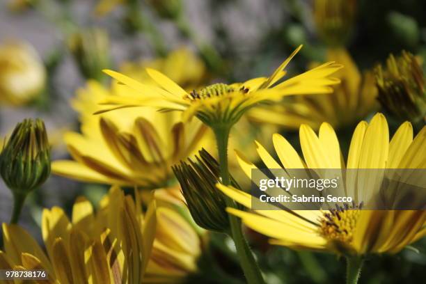 movimento giallo - giallo stock pictures, royalty-free photos & images