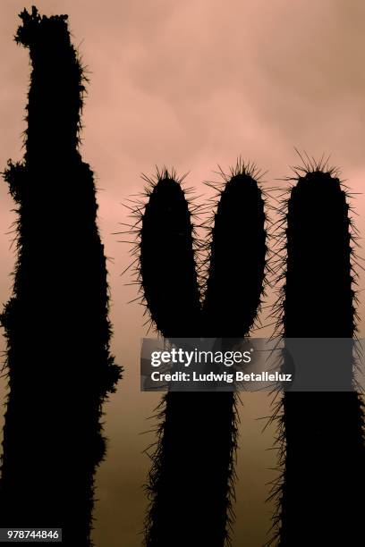 cactus shade colca canyon - colca stock pictures, royalty-free photos & images