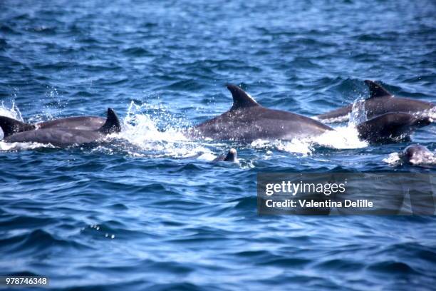 dolphins, south africa, port elizabeth - pod of dolphin stock pictures, royalty-free photos & images