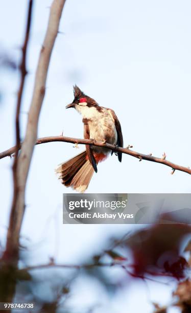 red whiskered bulbul (pycnonotus jocosus) perching on branch - bulbuls stock pictures, royalty-free photos & images