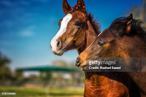 in love - arabic horse stock-fotos und bilder