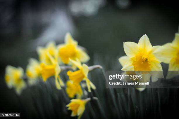 daffodils - mansell stockfoto's en -beelden