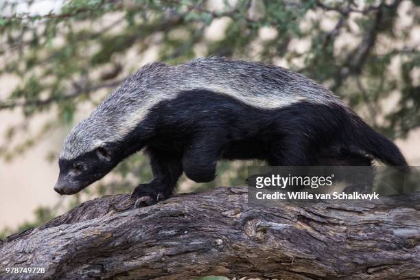 163 Honey Badger Photos and Premium High Res Pictures - Getty Images