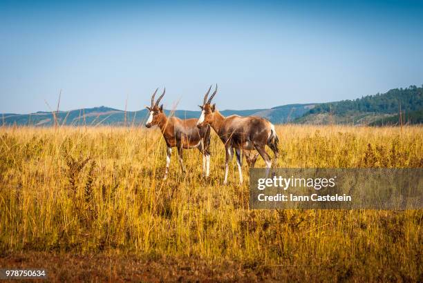 Swaziland High-Res Stock Photo