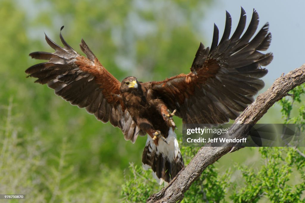 Flaps Down - Harris's Hawk