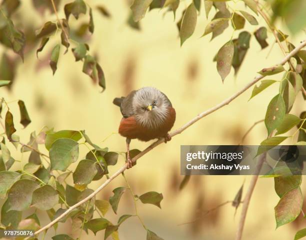 chestnut-tailed starling (sturnia malabarica) perching on twig, assam, northeast india, india - malabarica stock pictures, royalty-free photos & images