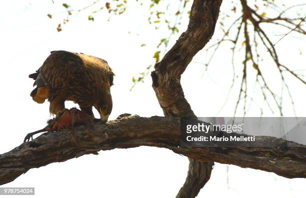 tawny eagle with prey - tawny bildbanksfoton och bilder