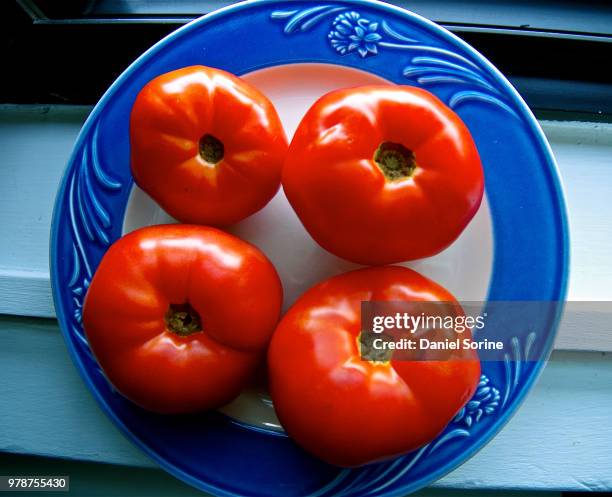 new jersey tomatoes - beefsteak tomato stock pictures, royalty-free photos & images