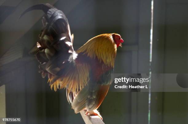 the rooster king - gallus gallus stock pictures, royalty-free photos & images