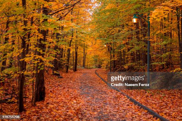 canadian autumn - feroz stock pictures, royalty-free photos & images