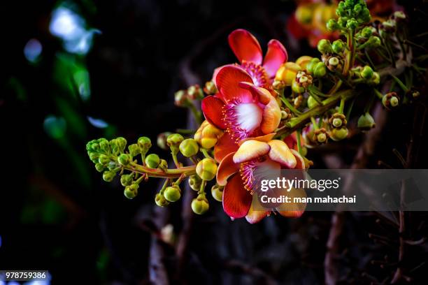 cannonball tree - cannonball tree stock pictures, royalty-free photos & images