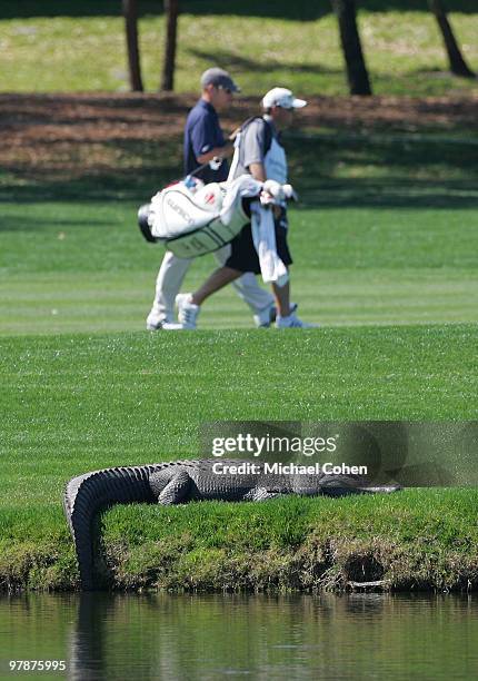 An alligator suns near a fairway during the second round of the Transitions Championship at the Innisbrook Resort and Golf Club held on March 19,...