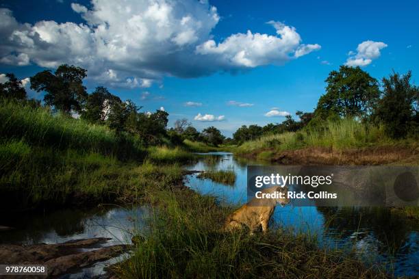 female lion (panthera leo) sitting by river, lower zambezi national park, zambia - zambezi river stockfoto's en -beelden