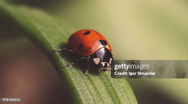 seven-spot ladybird (coccinella septempunctata) in close-up - ladybug stockfoto's en -beelden