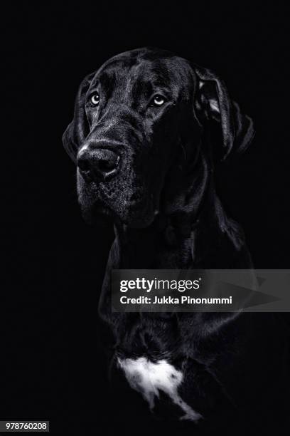 black - dogge stock-fotos und bilder