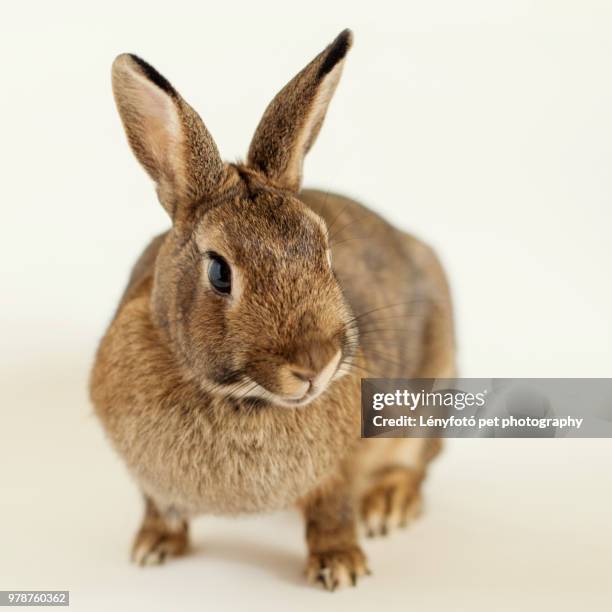 bunny - lola - lola bunny stock pictures, royalty-free photos & images