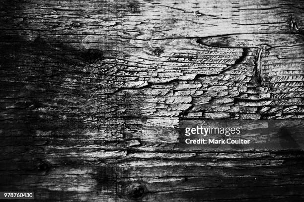 beauty in a piece of weathered plywood - coulter stockfoto's en -beelden