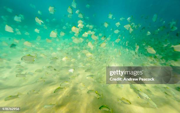 an eastern shovelnose ray (aptychotrema rostrata) on the sandy bottom of the ocean goes almost unnoticed below a school of diamondfish (monodactylus argenteus). - monodactylus stock pictures, royalty-free photos & images