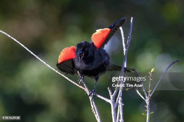 red-winged blackbird - euplectes orix stock pictures, royalty-free photos & images