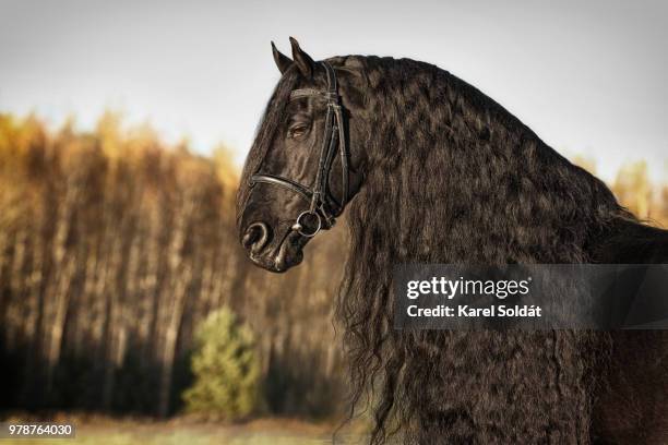 portrait of black stallion with long curly mane, sweden - friesian horse stock pictures, royalty-free photos & images