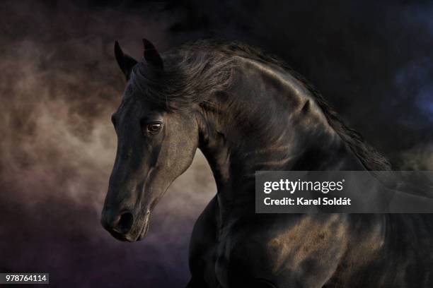 wobke 403 sport - hengst stock-fotos und bilder