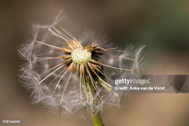 seeds of common dandelion (taraxacum officinale) - vorst 個照片及圖片檔