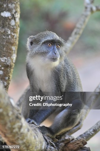 Monkey Monkey