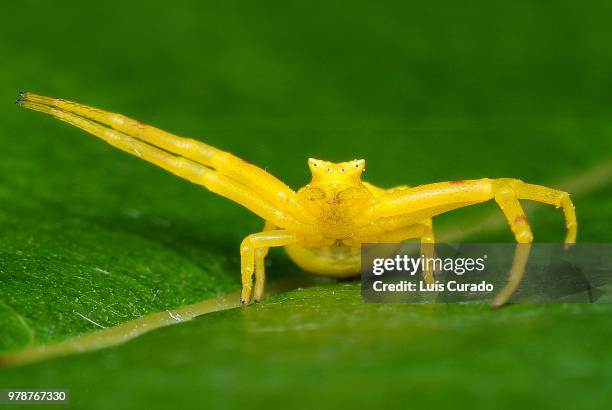 364 The Green Crab Spider Stock Photos, High-Res Pictures, and Images