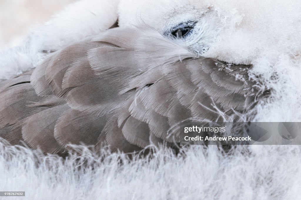 Black-browed albatross chick (Thalassarche melanophris) detail of feathers and eye