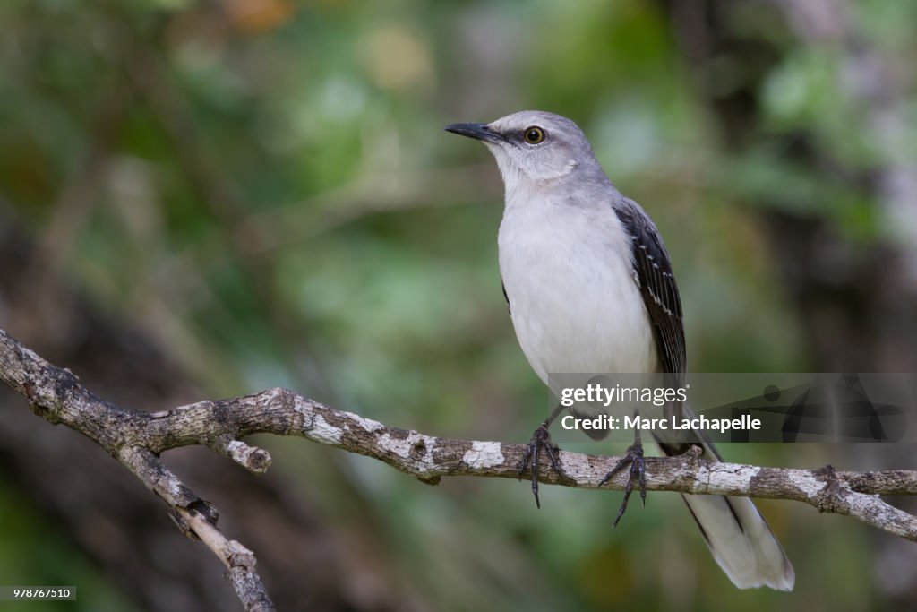 Tropical Mockingbird