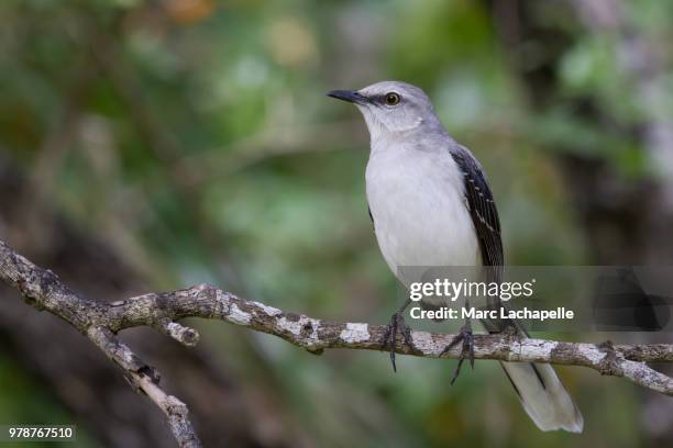 tropical mockingbird - tropical mockingbird stock pictures, royalty-free photos & images