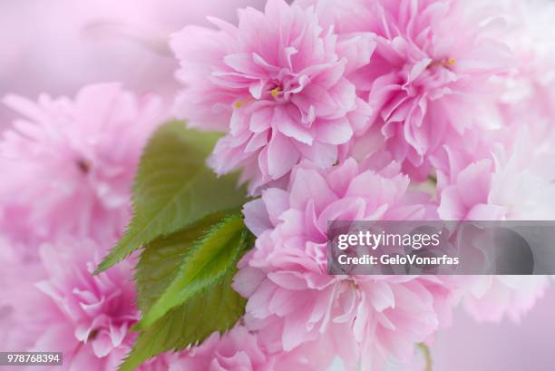 awesome blossom - gelo stockfoto's en -beelden