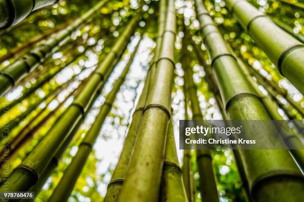 dense bamboo forest, lisbon, lisboa region, portugal - bambu - fotografias e filmes do acervo