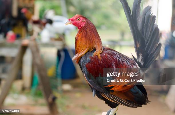 master of his domain - gallus gallus stock pictures, royalty-free photos & images
