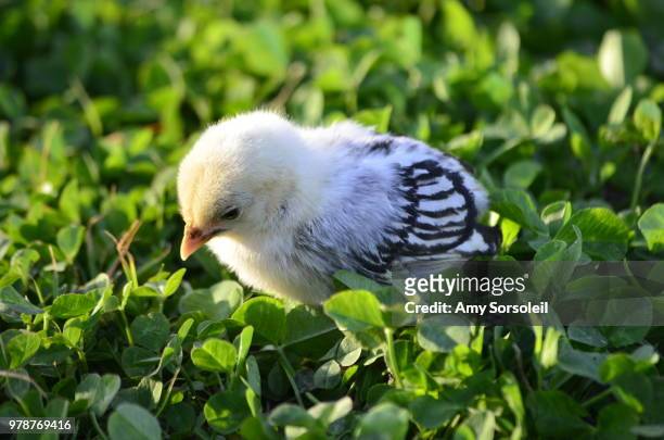chick in clover grass - amy shamrock stock pictures, royalty-free photos & images