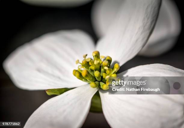 dogwood blossom - dogwood blossom fotografías e imágenes de stock