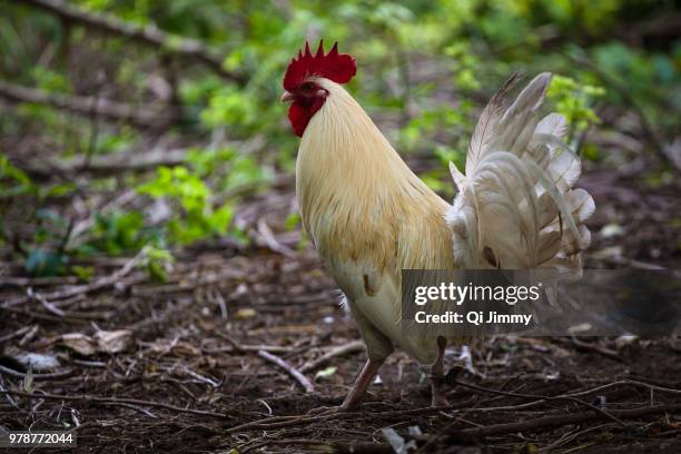 male chicken (gallus gallus domesticus) in full length - gallus gallus stock pictures, royalty-free photos & images