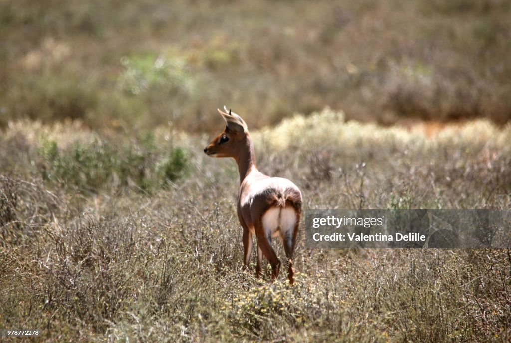 Steenbok, South Africa
