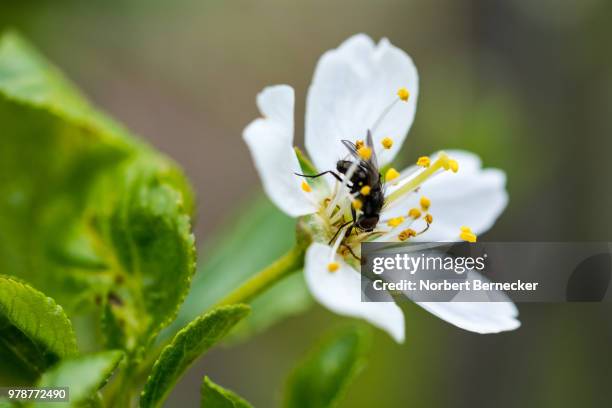 fliege - fliege fotografías e imágenes de stock